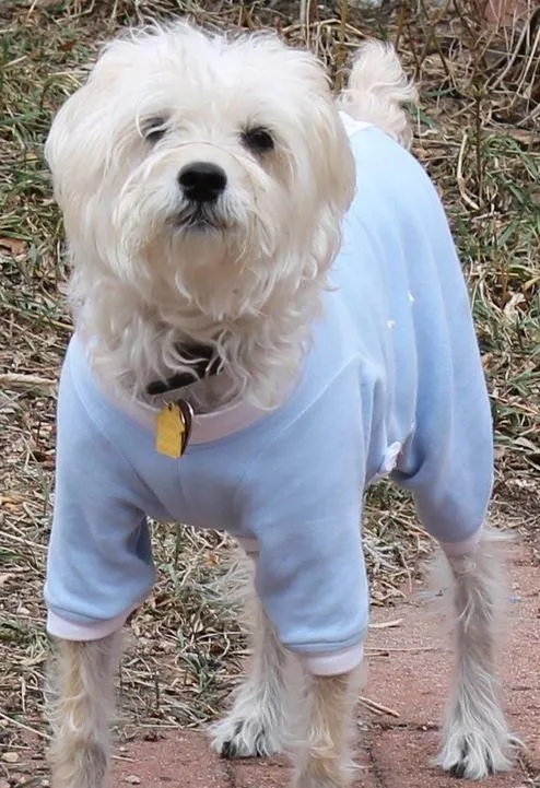 Tulane's Closet Post Surgery Dog Onesie